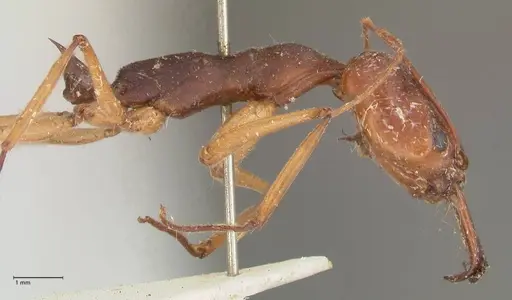 Odontomachus infandus - FOCOL1063