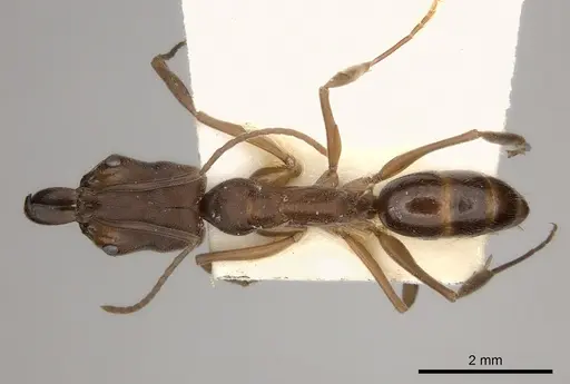 Odontomachus insularis specimen