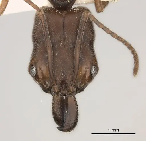 Odontomachus insularis specimen