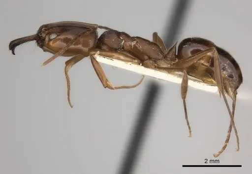 Odontomachus insularis specimen