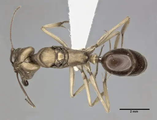 Odontomachus insularis - CASENT0246015