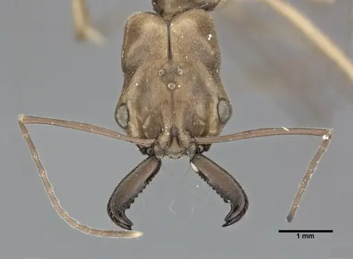 Odontomachus insularis - CASENT0246015