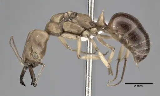 Odontomachus insularis - CASENT0246015