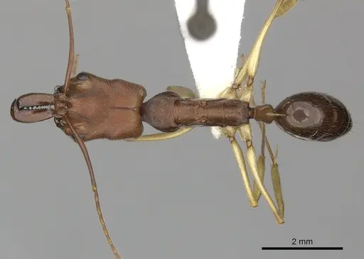 Odontomachus insularis - CASENT0270607