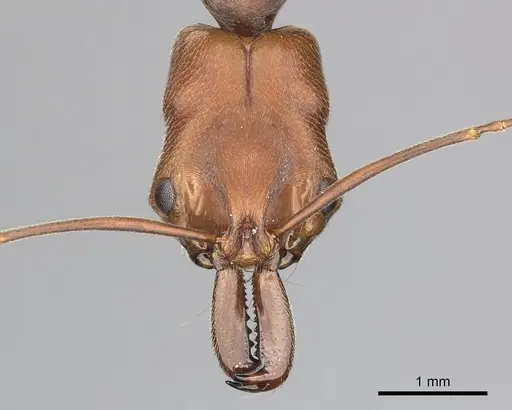 Odontomachus insularis - CASENT0270607