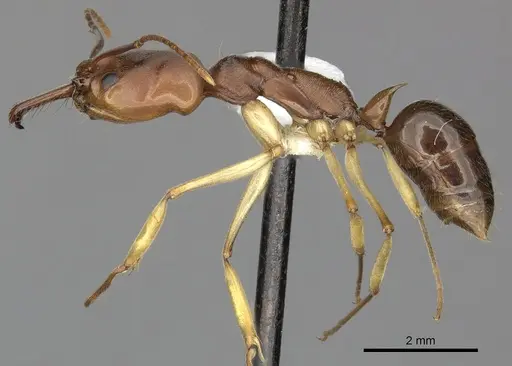 Odontomachus insularis - CASENT0270607