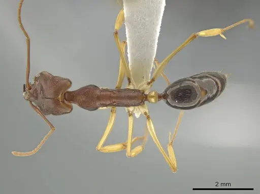 Odontomachus insularis - CASENT0633933