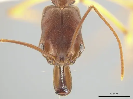 Odontomachus insularis - CASENT0633933
