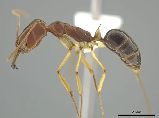 Odontomachus insularis - CASENT0633933