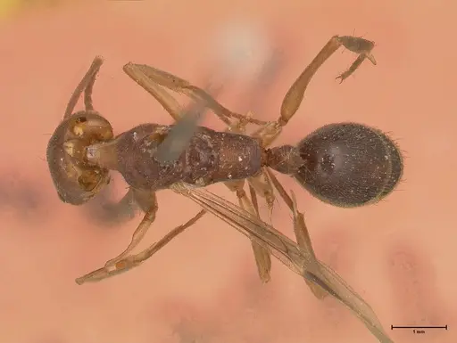 Odontomachus insularis - FOCOL0683