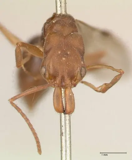 Odontomachus insularis - FOCOL0683