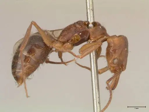 Odontomachus insularis - FOCOL0683