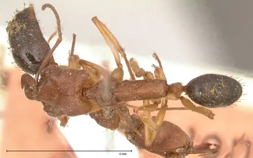 Odontomachus insularis - FOCOL0684-1