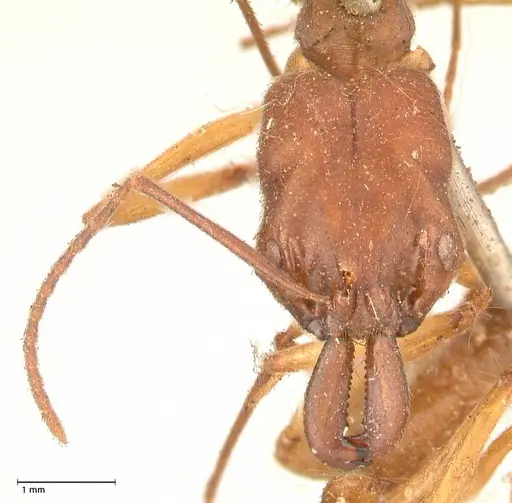 Odontomachus insularis - FOCOL0684-1