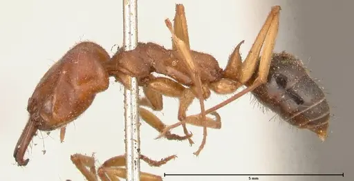 Odontomachus insularis - FOCOL0684-1