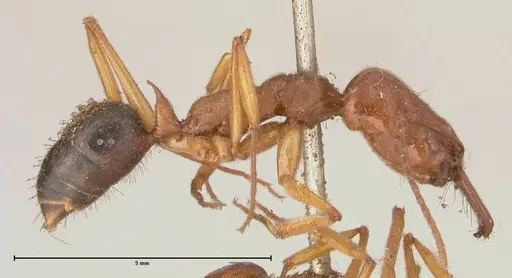 Odontomachus insularis - FOCOL0684-1