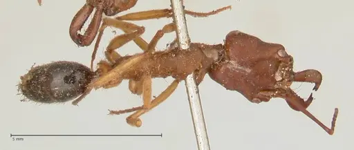 Odontomachus insularis - FOCOL0684-2