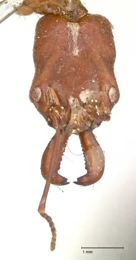 Odontomachus insularis - FOCOL0684-2