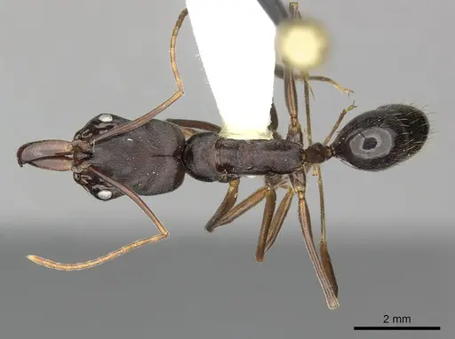 Odontomachus laticeps specimen