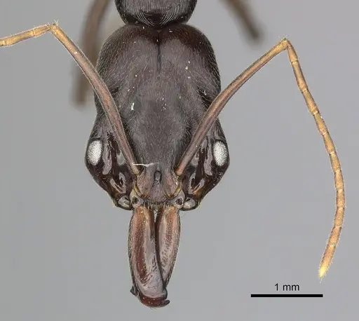 Odontomachus laticeps specimen