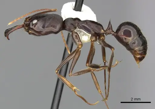 Odontomachus laticeps specimen