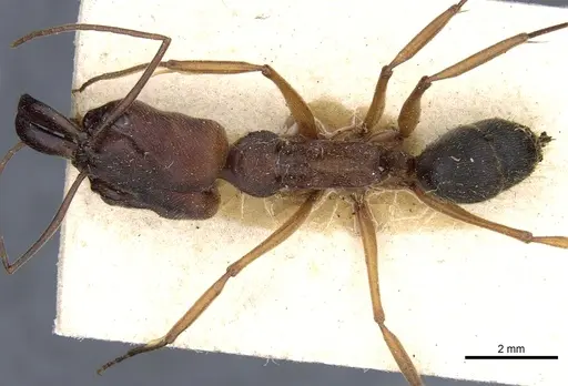 Odontomachus laticeps - CASENT0904008