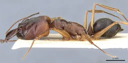 Odontomachus laticeps - CASENT0904008