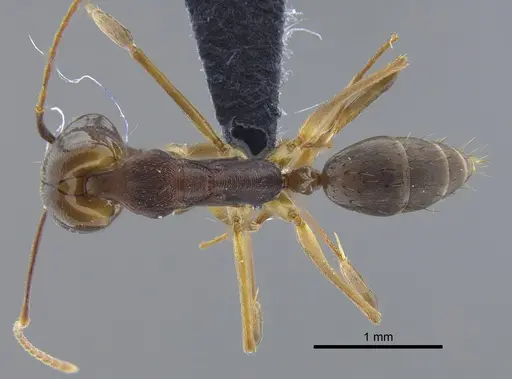 Odontomachus laticeps - CBUMAGENT41704