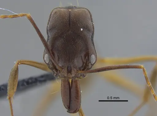 Odontomachus laticeps - CBUMAGENT41704