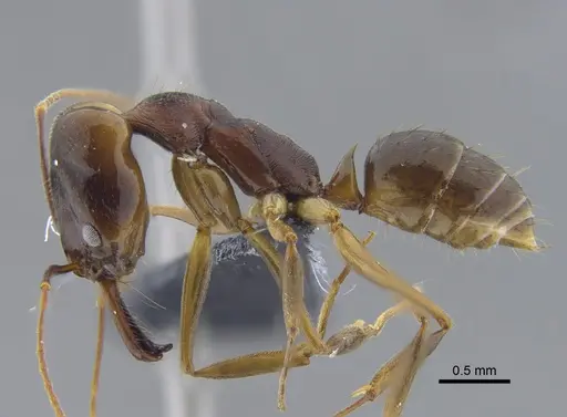 Odontomachus laticeps - CBUMAGENT41704