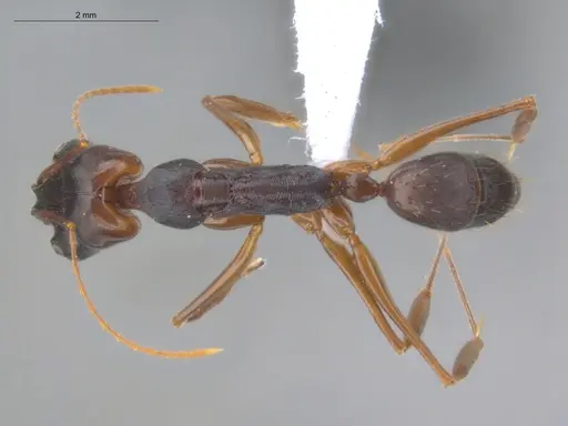 Odontomachus laticeps - ECOFOG-MI15-0482-07