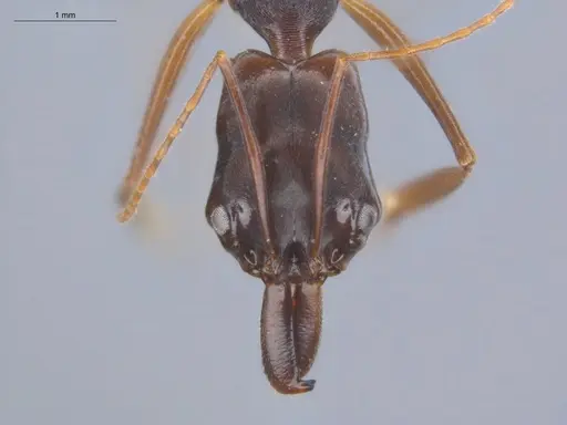 Odontomachus laticeps - ECOFOG-MI15-0482-07