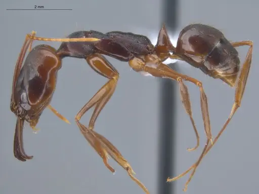 Odontomachus laticeps - ECOFOG-MI15-0482-07