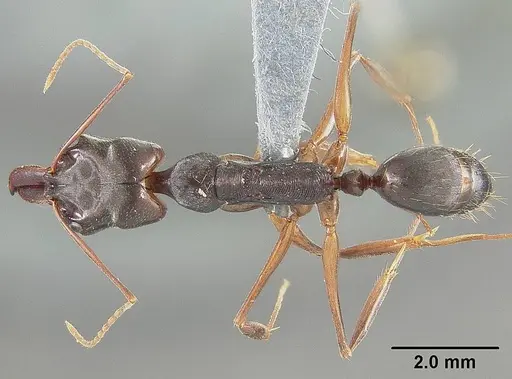Odontomachus laticeps - USNMENT00446064