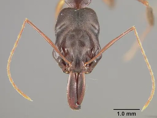 Odontomachus laticeps - USNMENT00446064