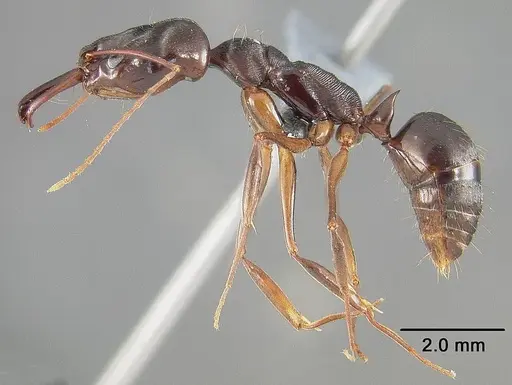 Odontomachus laticeps - USNMENT00446064