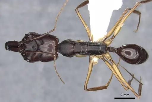 Odontomachus latidens specimen