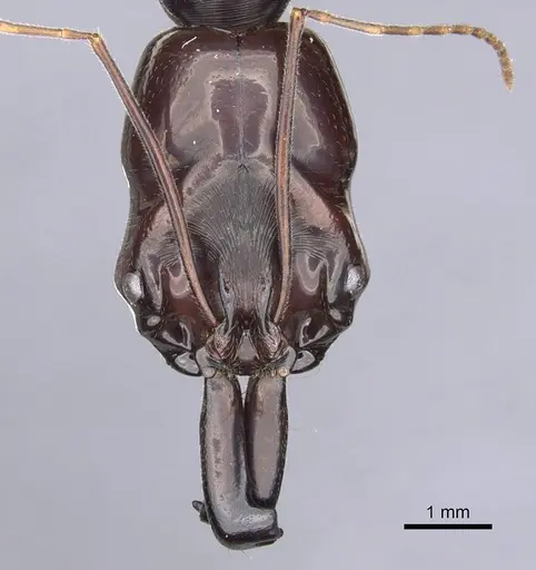 Odontomachus latidens specimen