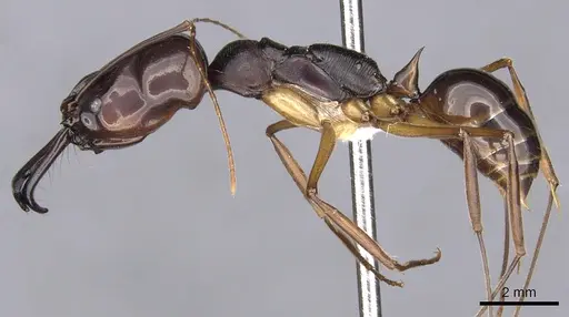 Odontomachus latidens specimen