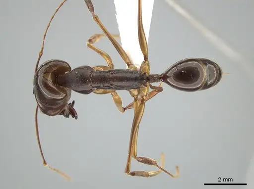 Odontomachus latidens - ZRC