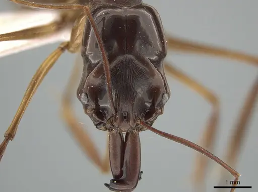 Odontomachus latidens - ZRC