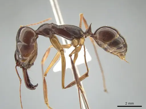 Odontomachus latidens - ZRC