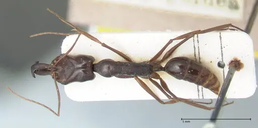 Odontomachus latissimus specimen