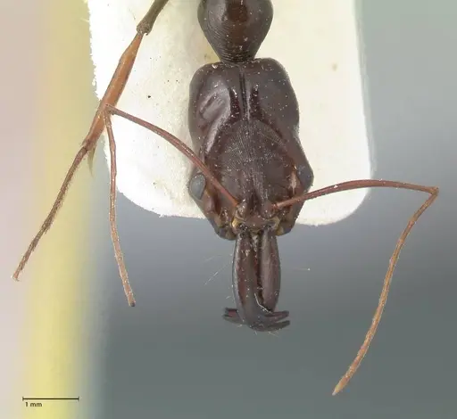 Odontomachus latissimus specimen