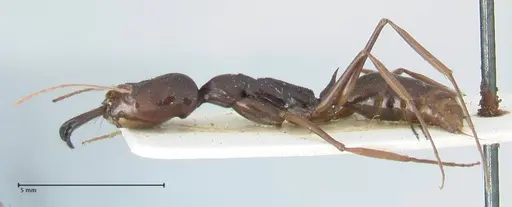 Odontomachus latissimus specimen