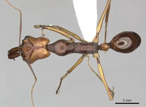 Odontomachus malignus specimen