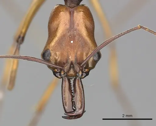 Odontomachus malignus specimen