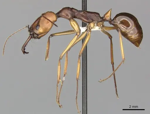 Odontomachus malignus specimen