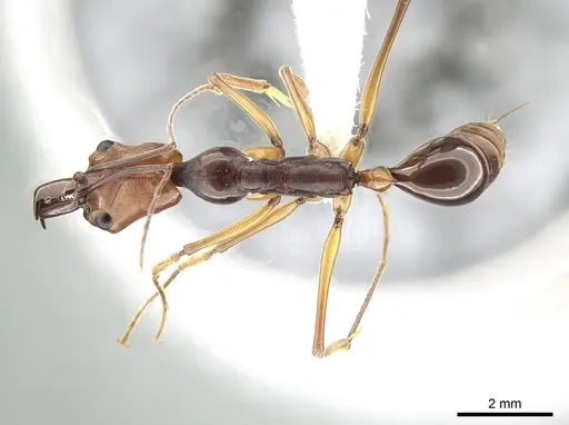 Odontomachus malignus - CASENT0650205