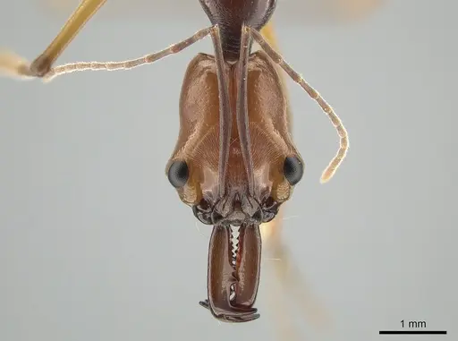 Odontomachus malignus - CASENT0650205